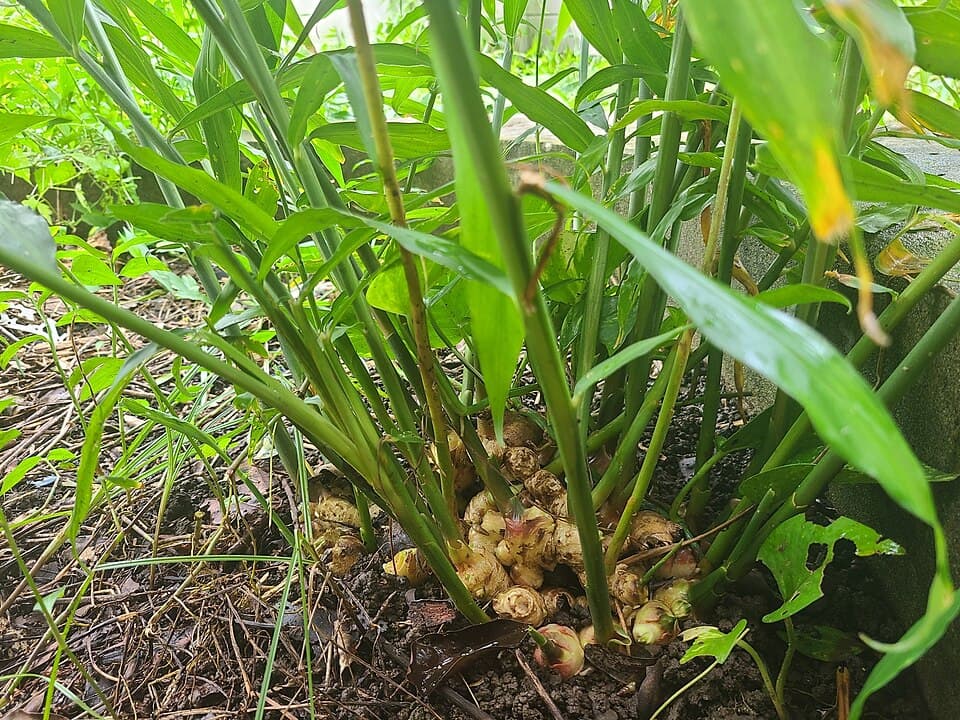 আদা
