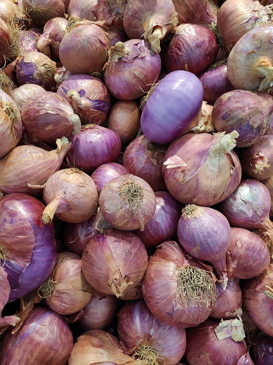 পেঁয়াজ